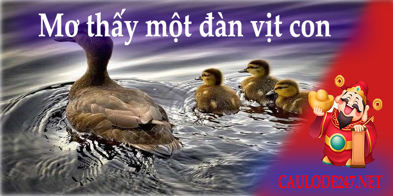 Mơ thấy con vịt đang kêu