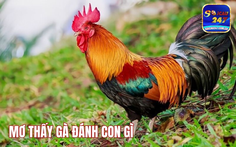 Mơ Thấy Gà Đánh Con Gì? Mang Điềm Lành Hay Dữ