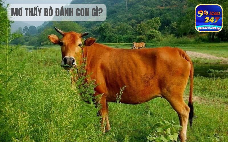 Mơ Thấy Bò Đánh Con Gì? Đây Là Điềm Báo Tốt Hay Xấu 